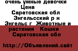 очень умные девочки › Цена ­ 1 500 - Саратовская обл., Энгельсский р-н, Энгельс г. Животные и растения » Кошки   . Саратовская обл.